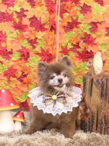 20241104クッキーくん